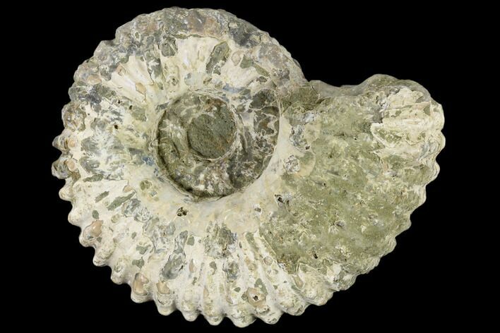 Bumpy Ammonite (Douvilleiceras) Fossil - Madagascar #115625